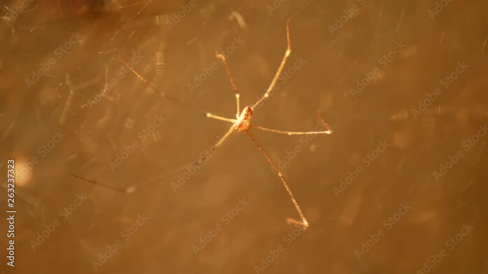 The Movement Slowly of The Spider and The illusion of Webs The Movement Slowly of The Spider and The illusion of Webs