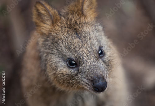 Portrait of young cute australian Kangaroo wallaby . Selective focus on the nose.