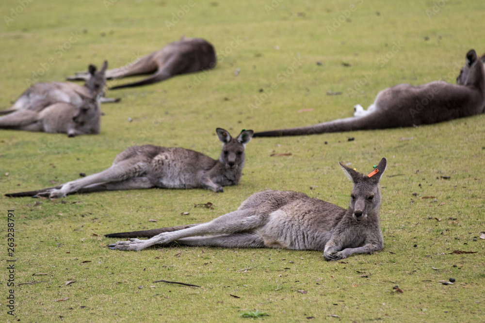 Group cute australian Kangaroo lying on the green golf field and relaxing. Group cute australian Kangaroo lying on the green golf field and relaxing.