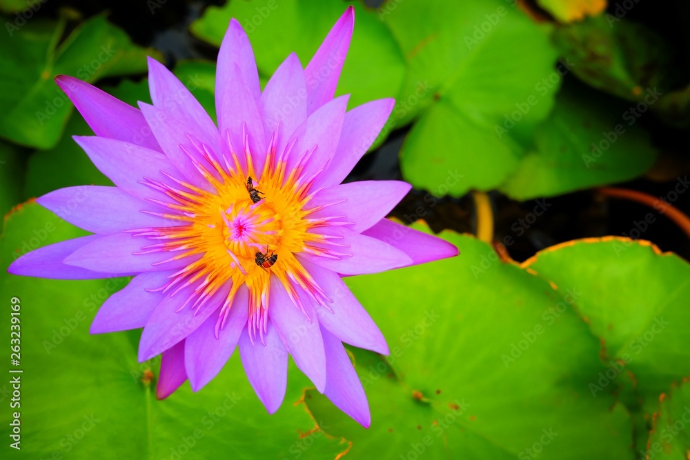 Lotus or Water lily in Pond with Copy Space for Text. Lotus or Water lily in Pond with Copy Space for Text.