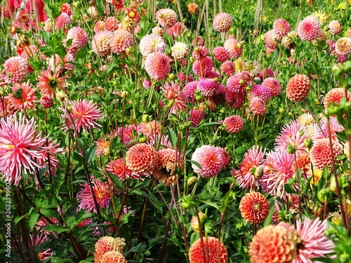 Dahlia - Dalien