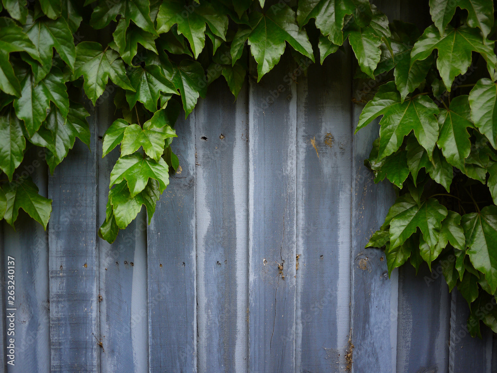 Background/backdrop texture of beautiful green ivy plants climbing on old blue wooden planks.