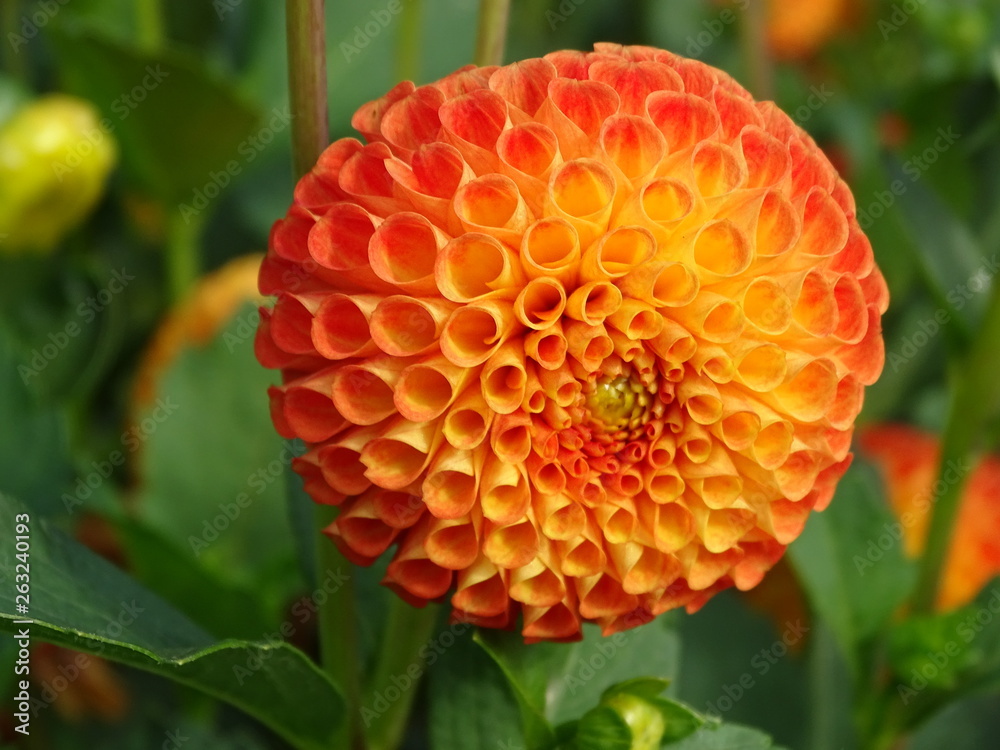 Wunschmotiv: Dahlia - Dalien #263240193