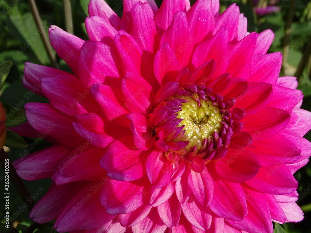 Dahlia - Dalien Dahlia - Dalien