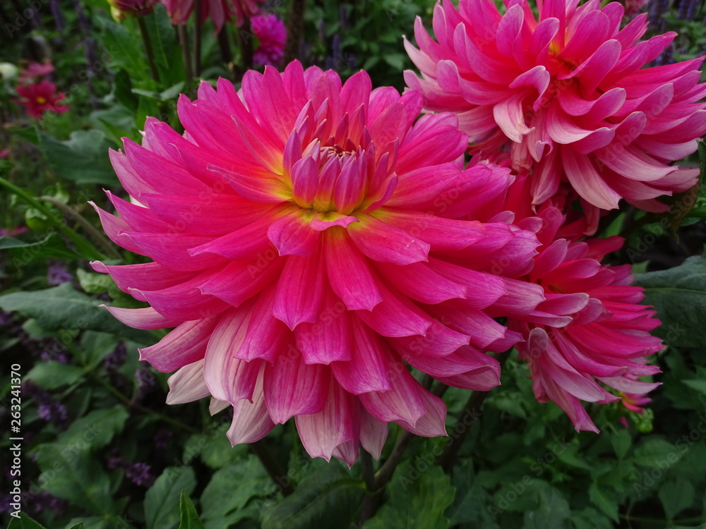 Obraz premium Dahlia - Dalien