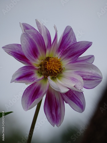 Dahlia - Dalien