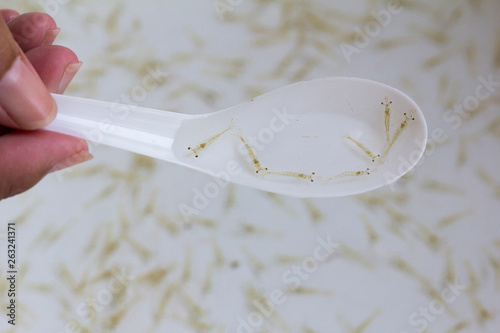 Close up and soft focus of post larva shrimp (Litopenaeus vannamei) in a sampling spoon.