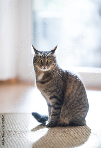 tabby domestic shorthair cat sitting on a sisal carpet in front of window