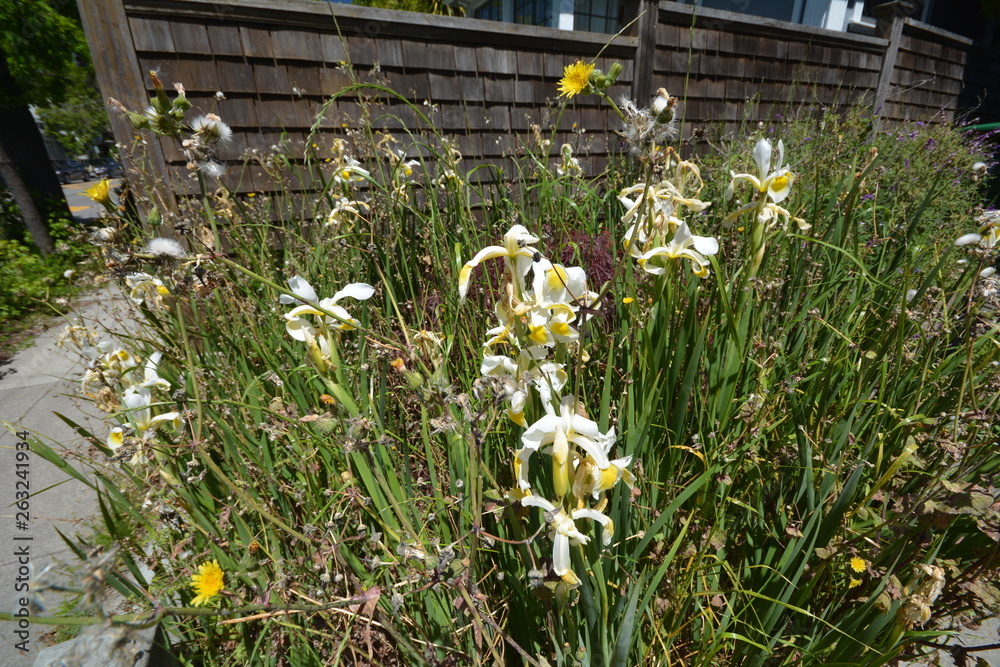 Spring Impressions from Berkeley near San Francisco and Oakland in Alameda County on May 3, 2017, California USA Spring Impressions from Berkeley near San Francisco and Oakland in Alameda County on May 3, 2017, California USA