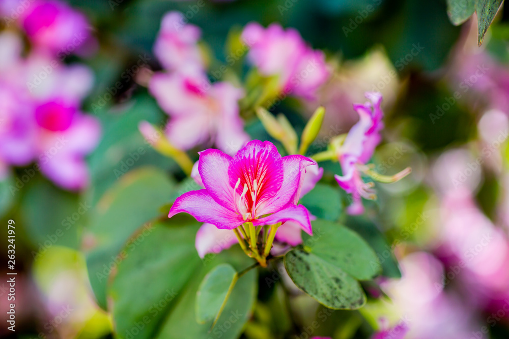 Fototapeta premium Tender beautiful pink flowers blossom Melastomataceae