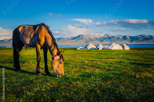 Horse at Song Kul Lake in Kyrgyzstan  photo