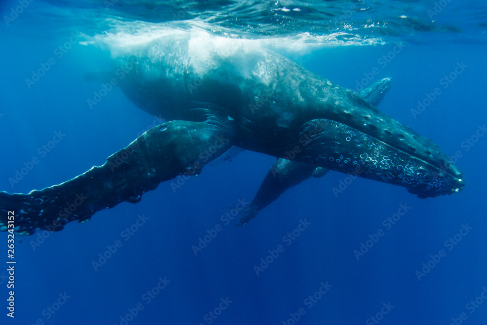 小笠らの海を泳ぐザトウクジラの親子