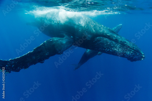 小笠らの海を泳ぐザトウクジラの親子 photo