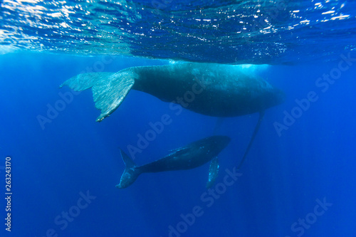 小笠らの海を泳ぐザトウクジラの親子 © shota