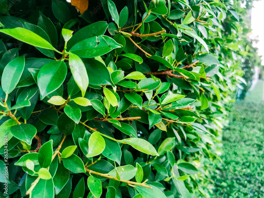 Obraz premium Closeup green leaf soft leaves