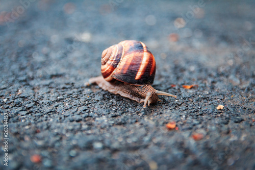 Snail on the road.
