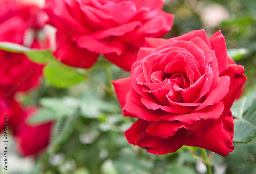 Scarlet roses on a bush in the spring day
