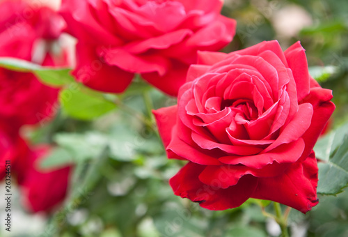 Scarlet roses on a bush in the spring day