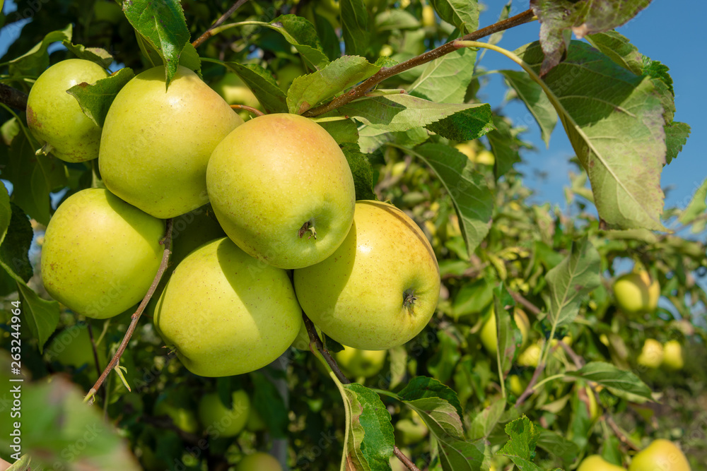 apple branch closeup with ripe apples close-up in the rays of the sun. Autumn harvest concept apple branch closeup with ripe apples close-up in the rays of the sun. Autumn harvest concept