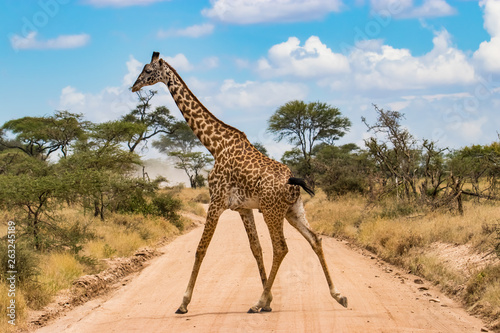 Photography giraffe in serengeti national park tanzania africa