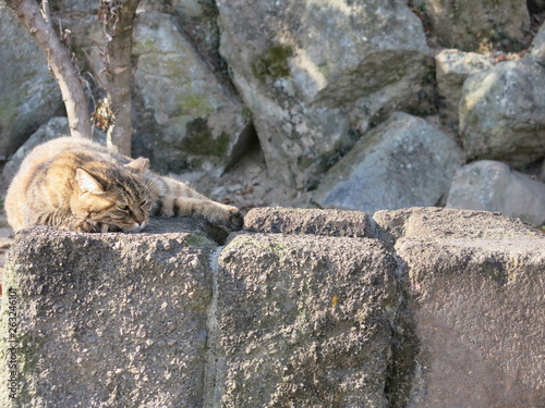 Cat on a rock