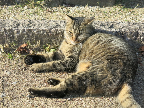 Laying cat in Japan