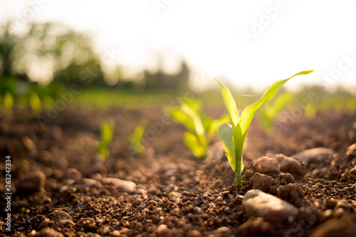 small green corn plant healthy growing in field in the countryside at sunset in springtime