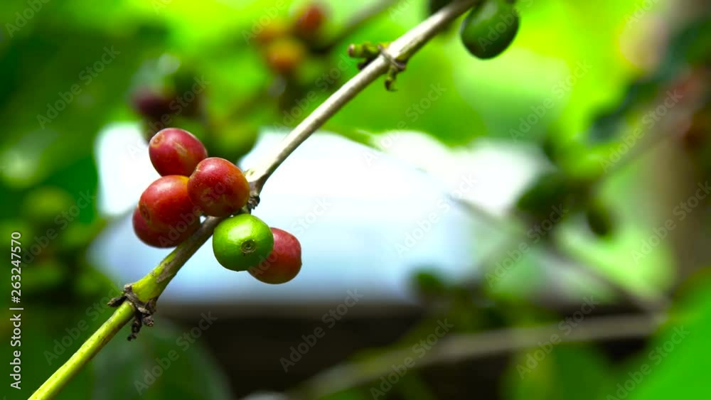 Coffee beans ripening on tree in North of thailand Coffee beans ripening on tree in North of thailand