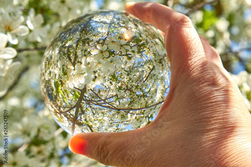 Weiße Blüten an einem Kirschbaum im Frühling durch eine Glaskugel betrachtet. photo