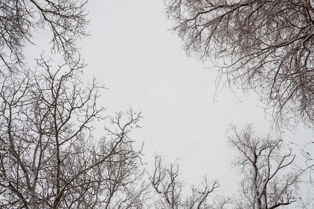 Winter day. River frozen - covered with ice and naked trees covered with white snow on there branches. Walking on nature Winter day. River frozen - covered with ice and naked trees covered with white snow on there branches. Walking on nature