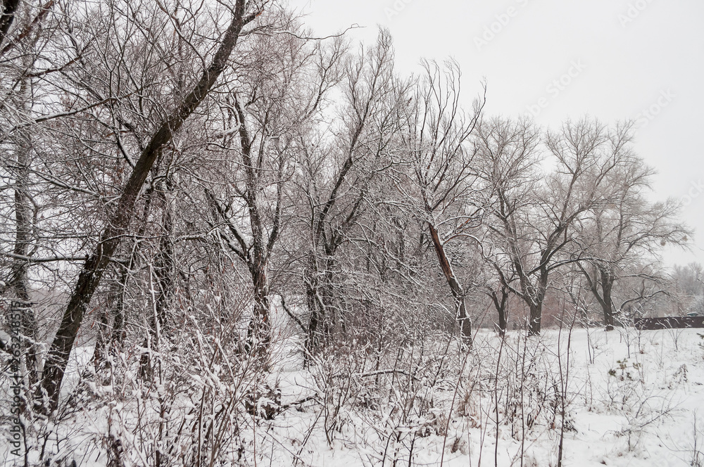 Winter day. River frozen - covered with ice and naked trees covered with white snow on there branches. Walking on nature Winter day. River frozen - covered with ice and naked trees covered with white snow on there branches. Walking on nature