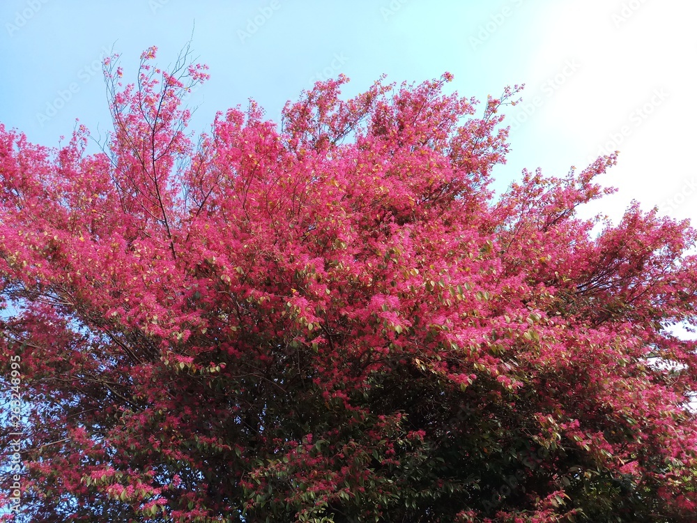 Red tree