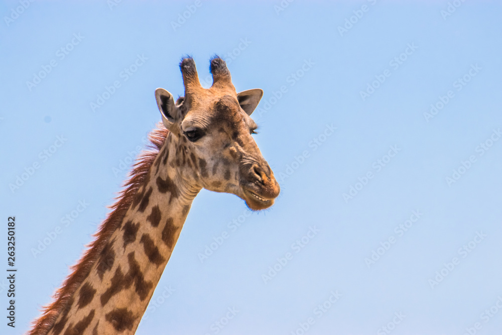 portrait of a giraffe portrait of a giraffe