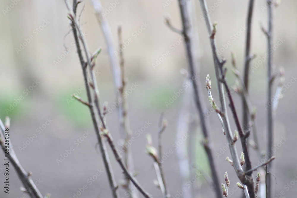 Young shoots of trees Young shoots of trees