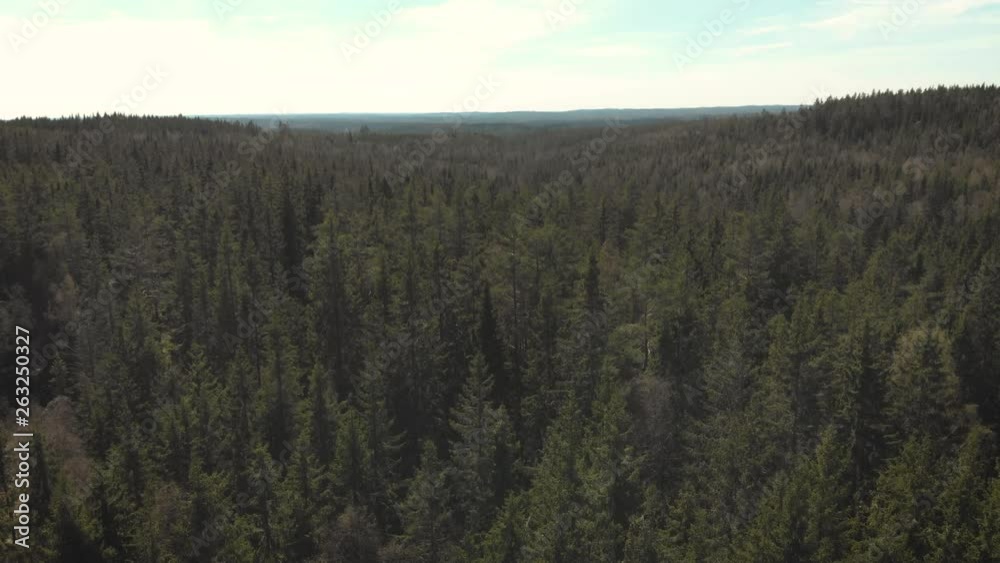 Moving above forest in slow motion Moving above forest in slow motion