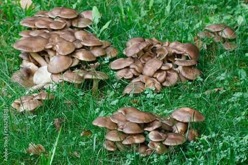 Lyophyllum decastes, known as the fried chicken mushroom or clustered domecap