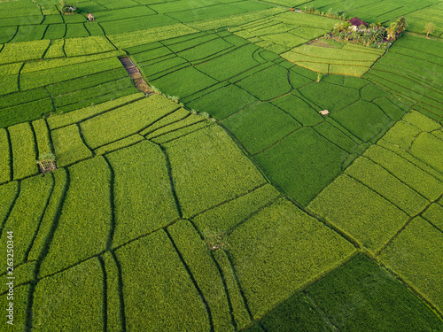 Aerial view of rice fields, Bali, Indonesia
