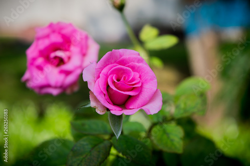 flower image