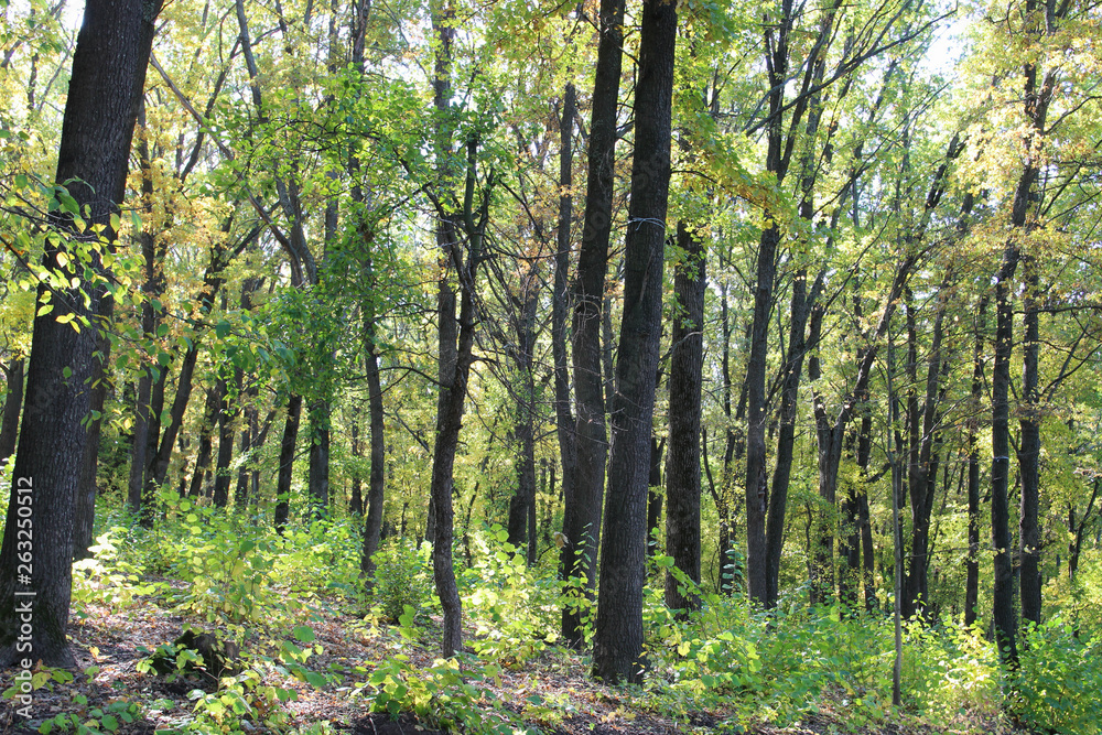 Beautiful trees in the autumn forest