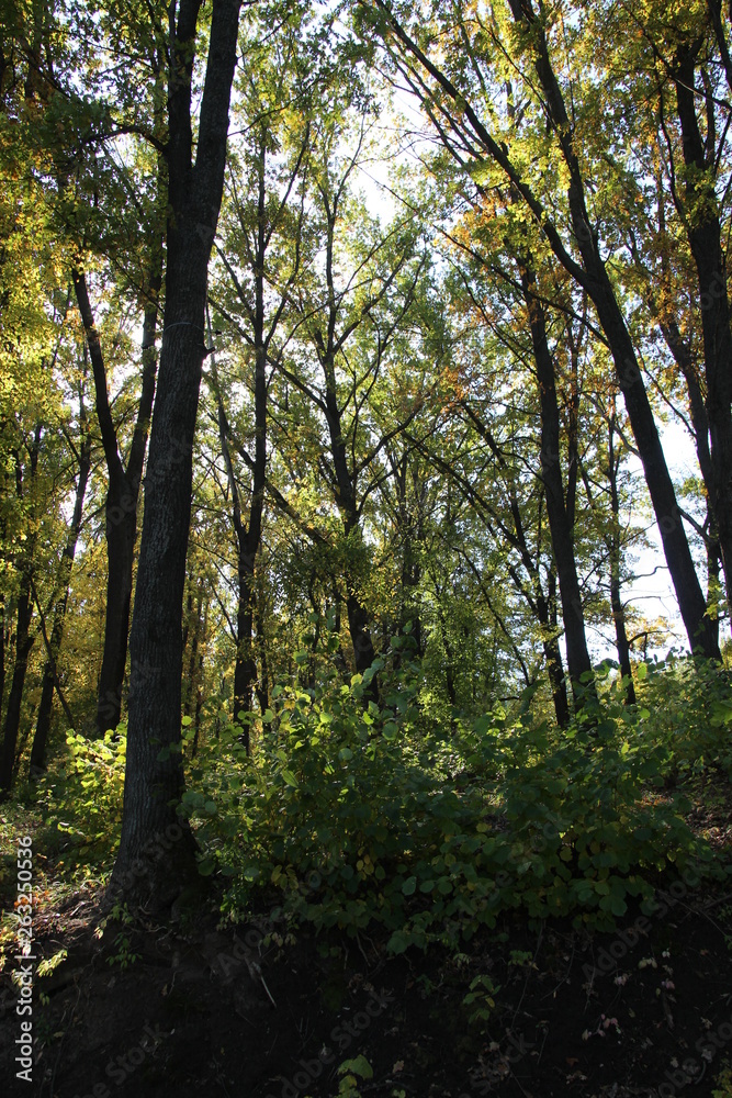 Beautiful trees in the autumn forest