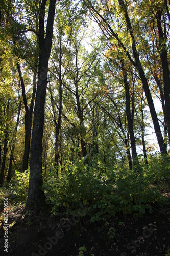 Beautiful trees in the autumn forest