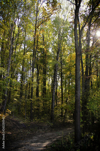 Fototapeta Naklejka Na Ścianę i Meble -  Beautiful trees in the autumn forest