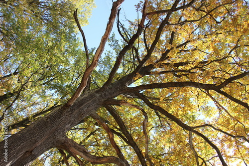 Beautiful trees in the autumn forest