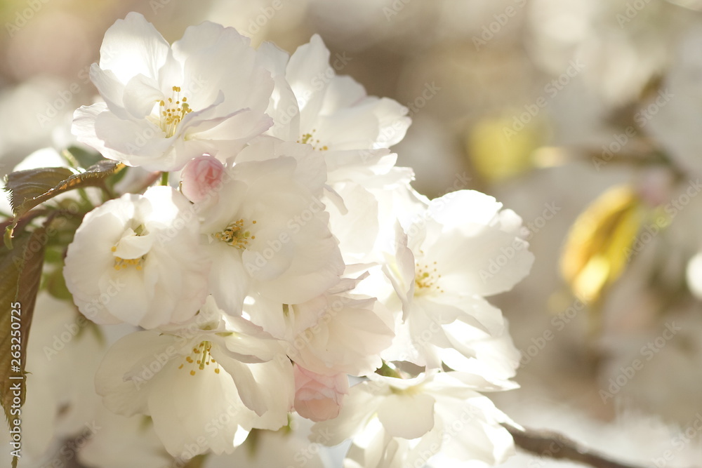 Fototapeta premium Kwitnące wiśnie w Kioto