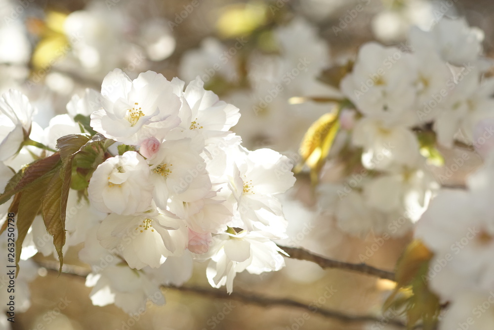 Obraz premium 京都の桜