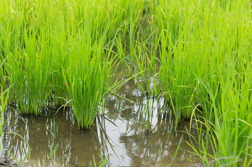 green rice field grow in paddy farm in rainy season