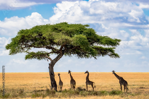 Photography herd of giraffes in africa