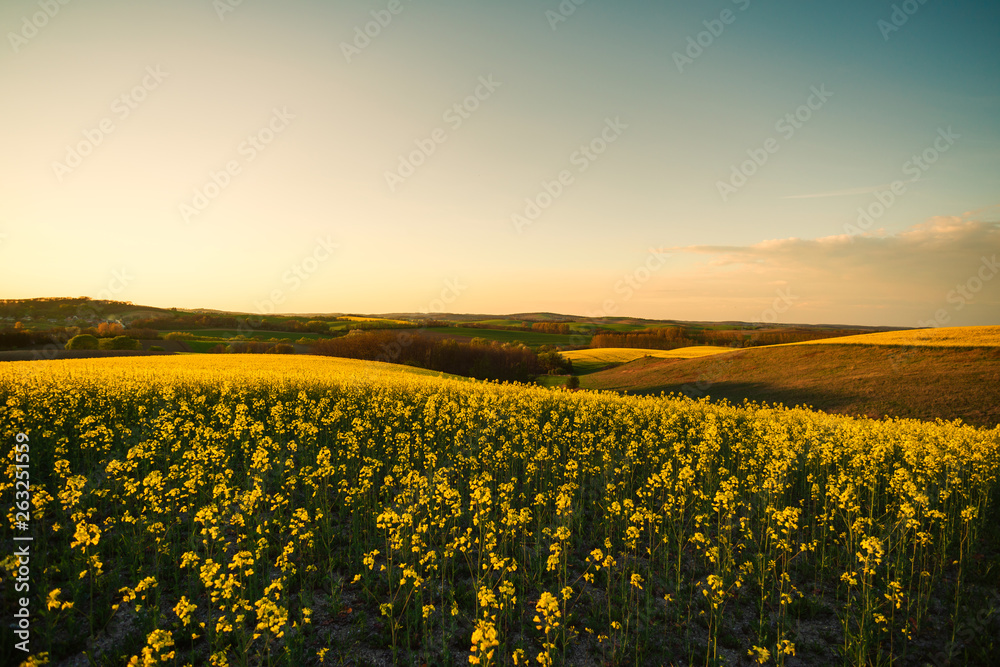Sunset above the large yellow colza field