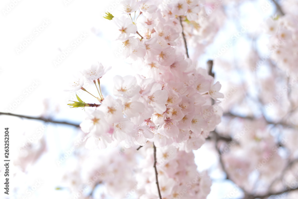 桜-Cherry Blossom1 桜-Cherry Blossom1