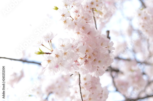 桜-Cherry Blossom1